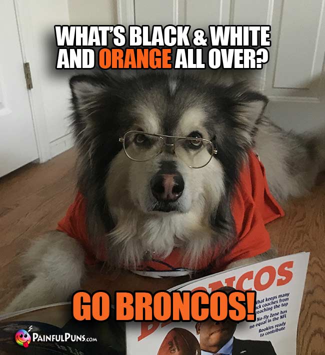 Dog reading newspaper says: What's black and white and orange all over? go Broncos!