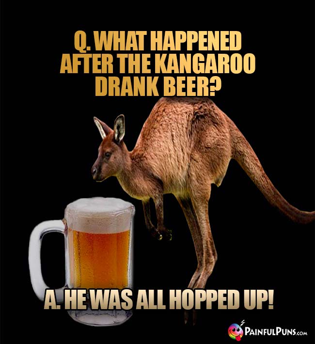 Kangaroo asks: What happened after the kangaroo drank beer? A He was all hopped up!