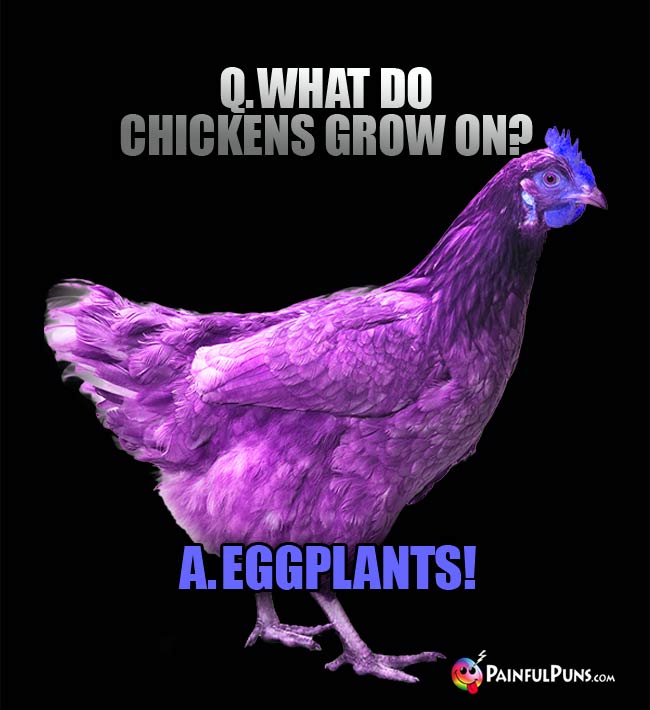 Q. What do chickens grow on? a. Eggplants!