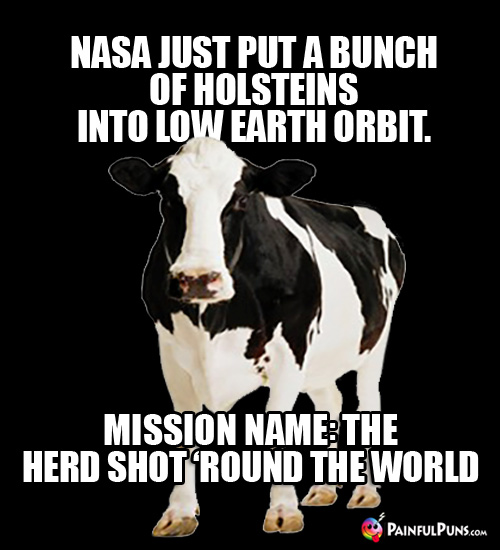 NASA just put a bunch of Holsteins into low earth orbit. Missioin name: The Herd Shot 'Round the World
