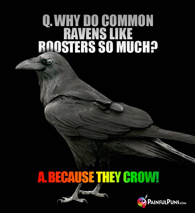 Q. Why do common ravens like roosters so much? A. Because they crow!