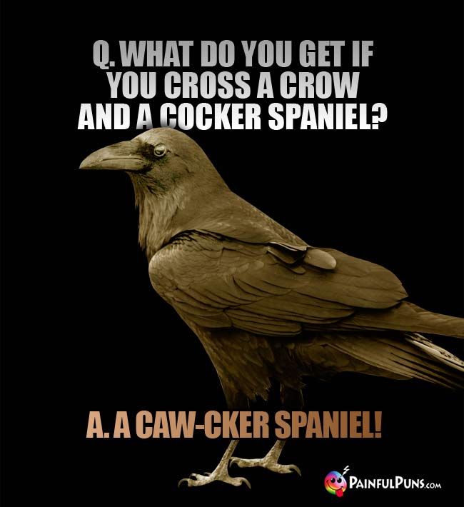 Q. What do you get if you cross a crow and a Cocker Spaniel? A. A Caw-cker Spaniel!