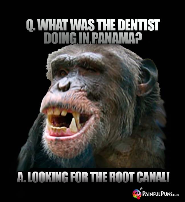 Q. What was the dentist doing in Panama? Al Looking for the root canal!