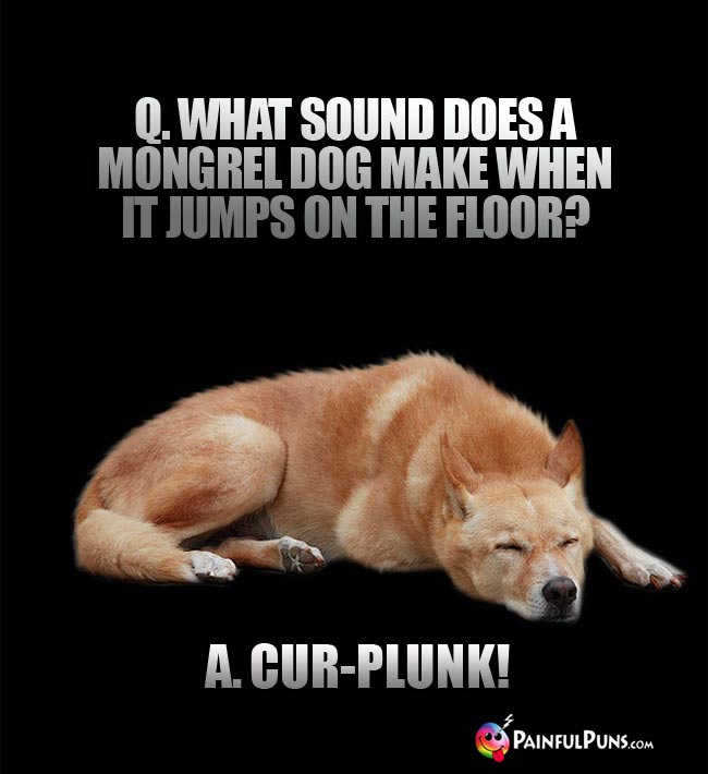 Q. What sound does a mongrel dog make when it jumps on the floor? a. Cur-Plunk!