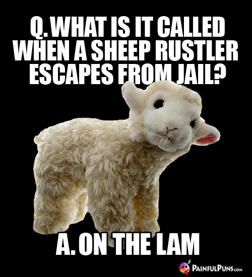Q. What is it called when a sheep rustler escapes from jail? A. On the Lam