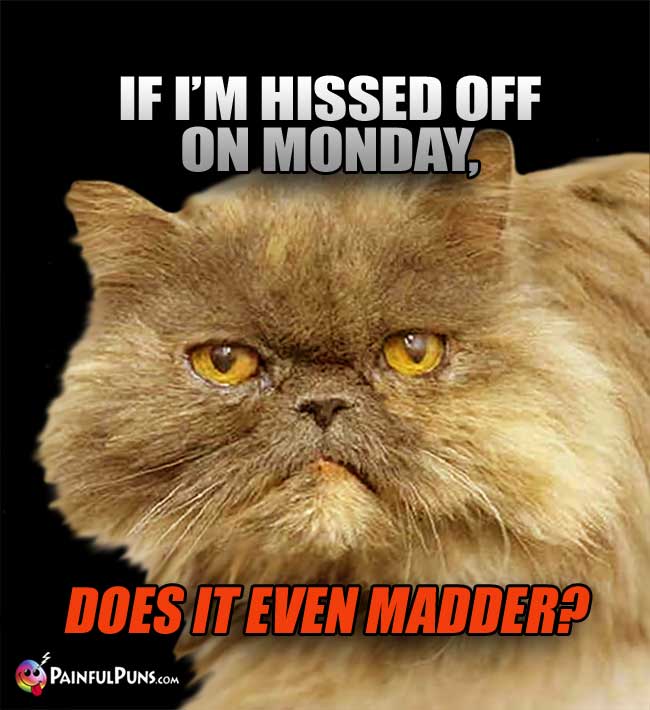 Cat asks: If I'm hissed off on Monday, does it even madder?