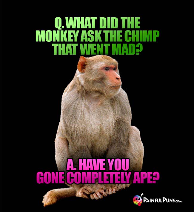 Q. What did the monkey ask the chimp that went mad? A. Have you gone completely ape?