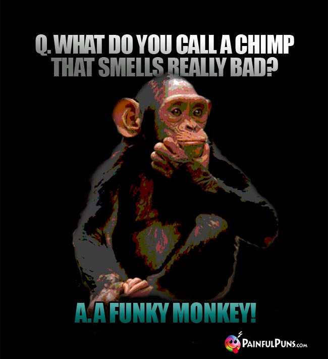 Q. What do you call a chimp that smells really bad? A. A Funky Monkey!