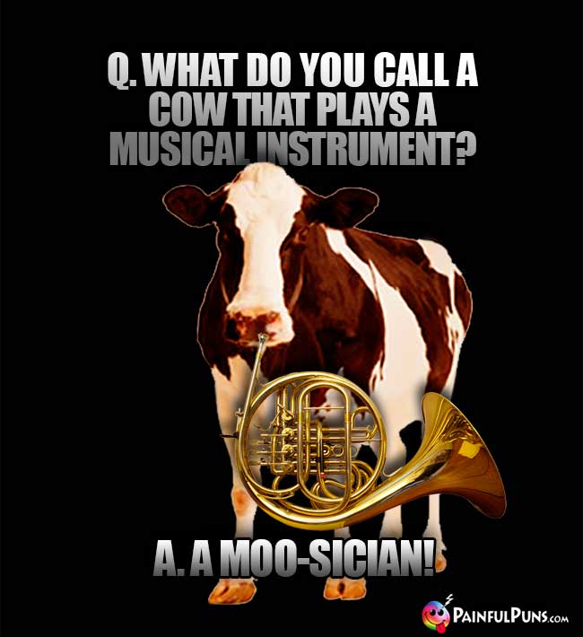 Q. What do you call a cow that plays a musical instrument? A. A Moo-Sician!