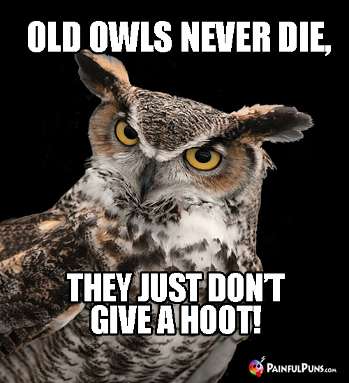 Wild Animal Pun: Old owls never die, they just don't give a hoot!