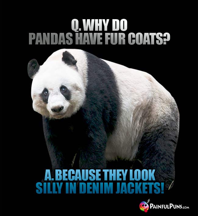 Q. Why do pandas have fur coats? A. because they look silly in denim jackets!