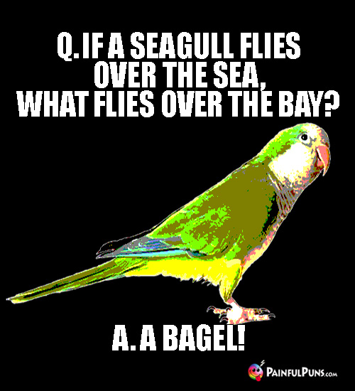 Q. If a seagull flies over the sea, what flies over the bay? A. A Bagel!