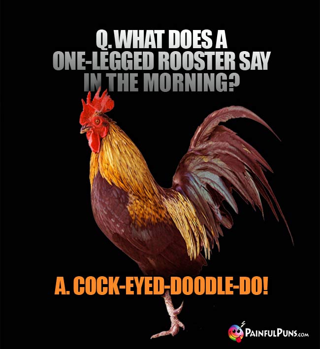 Q. What does a one-legged rooster say in the morning? A. Cock-eyed-doodle-do!