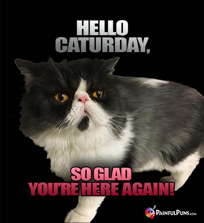 Kitty cat says: Hello Caturday, So glad you're here again!