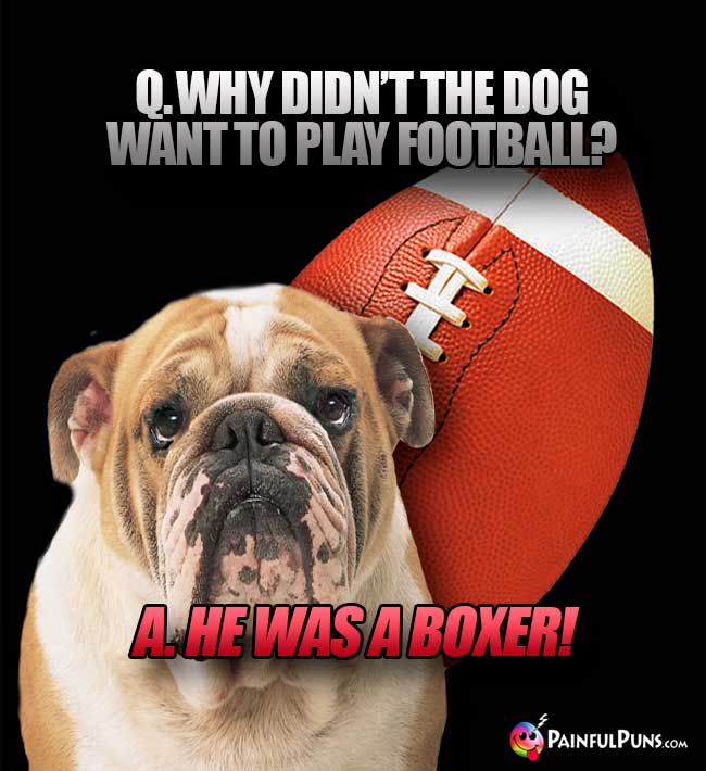 Q. Why didn't the dog want to play football? A. He was a Boxer!