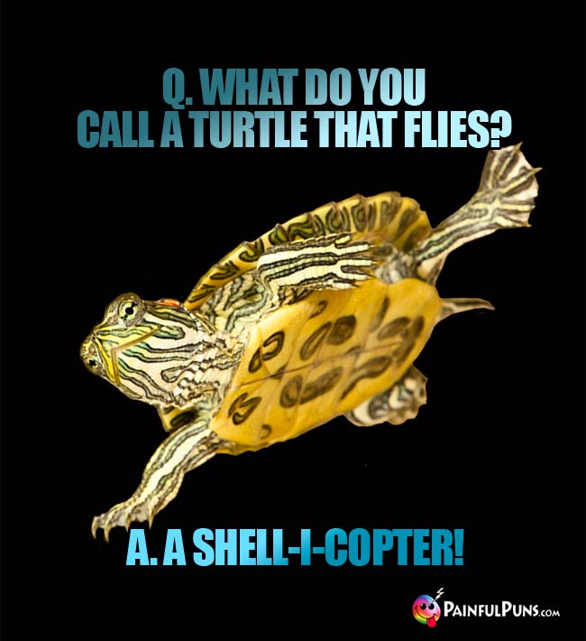 Q. What do you call a turtle that flies? A. A shell-i-copter!