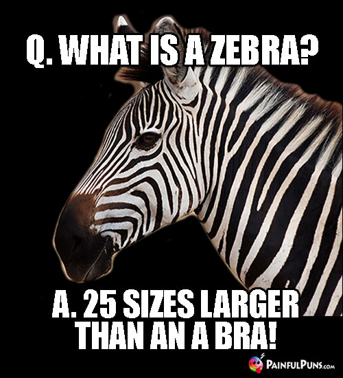 Q. What is a Zebra? A. 25 Sizes Larger Than an A Bra!